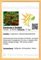 Preview: Tomate * Gardener's Delight * Cherrytomate * 20 Samen